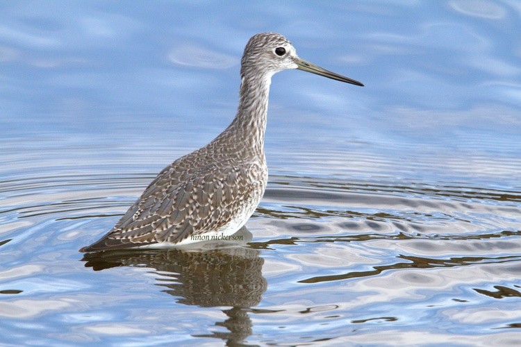 Willet