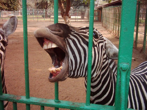 zebra