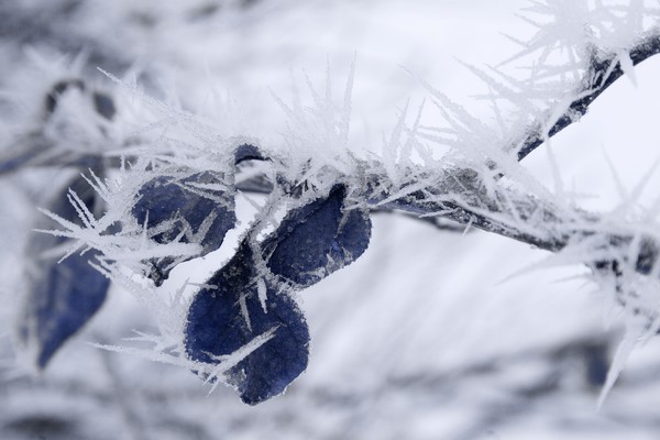 Frosted Branch