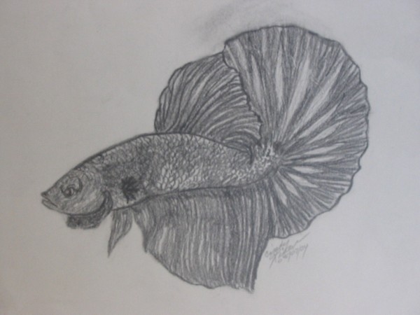 HalfMoon Betta