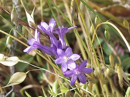 purple wild flower