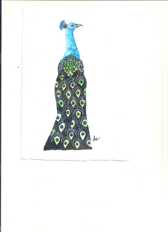 apeacock