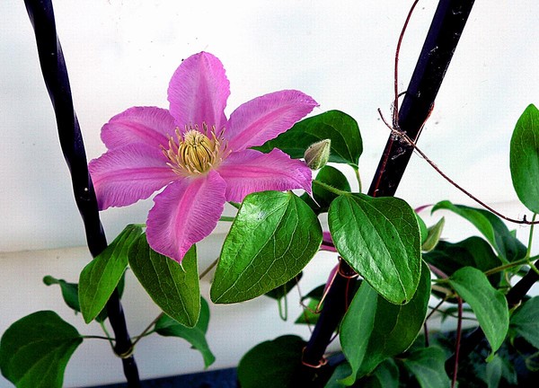 Clematus