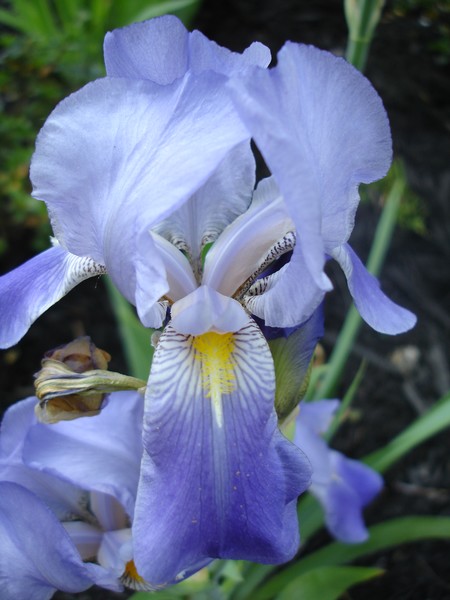 Backyard Flowers