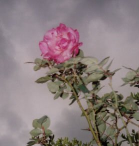 Cloudy Rose