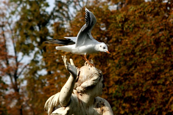 Seagull on a Statue