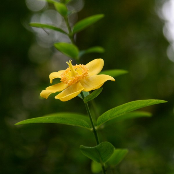A Flower from Square Recamier