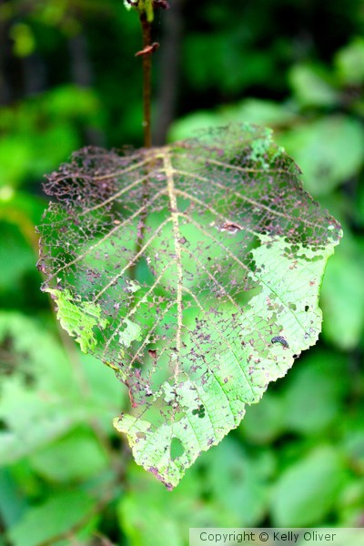 Leaf Skeleton