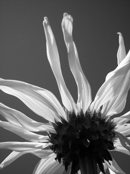 Black and White Susan