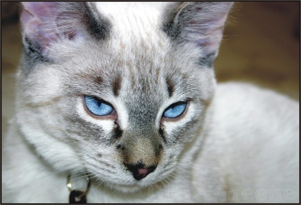 Suki's Eyes