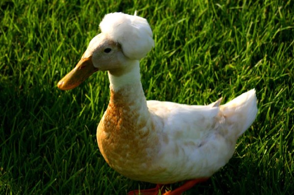 Ducky due