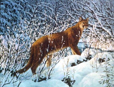Cougar Crossing