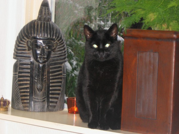 Egyptian Cat