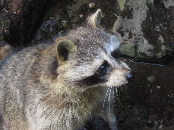 Wildlife