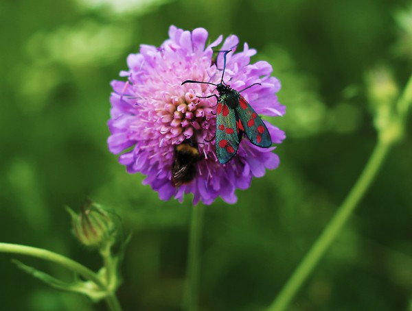 Flower Friends