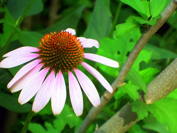 cone flower