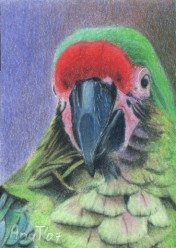 Bob is a Pretty Boy! - ACEO