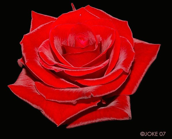 Red the color off love.