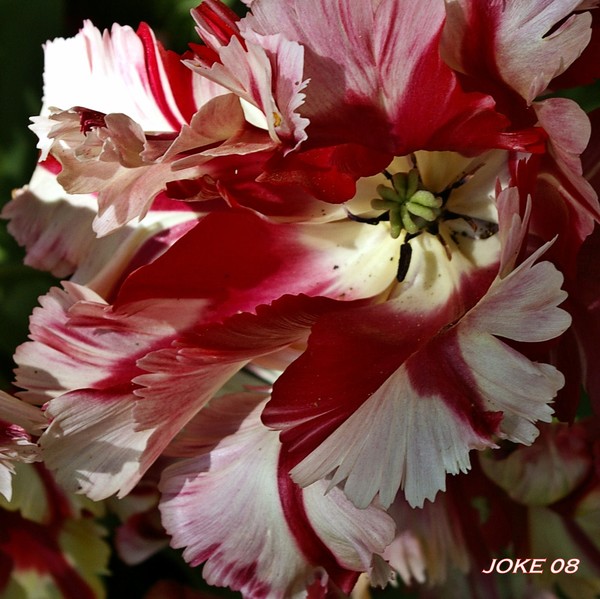 A beautiful tulip