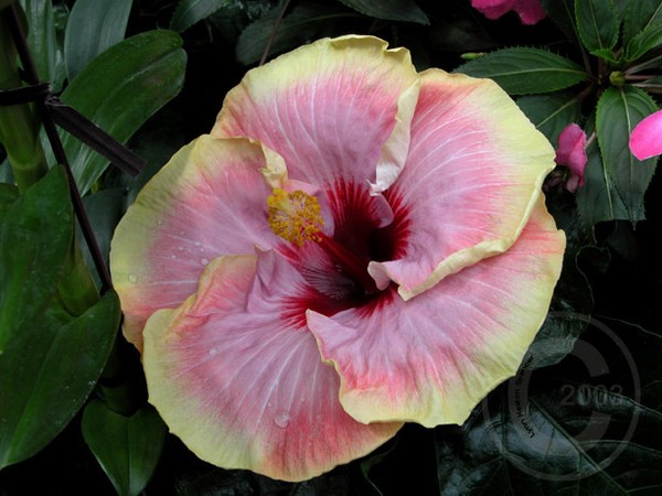 Unique Hibiscus