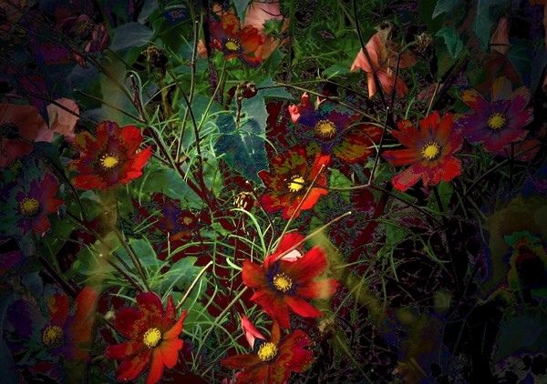 Cosmos