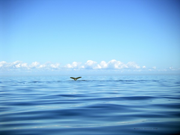 Whale Tail