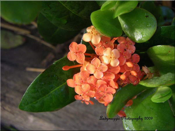 Orange Delight