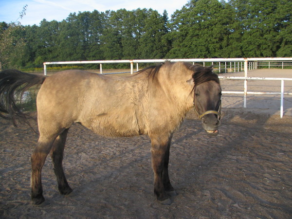 Edera-foto