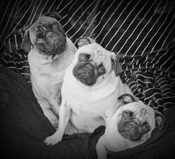 Pug Puppy Love...