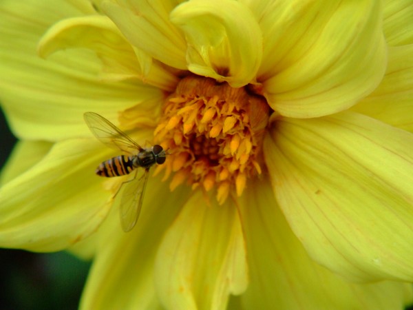 Up Close 030