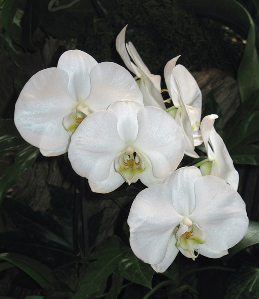 White Orchid