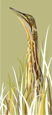 Bittern