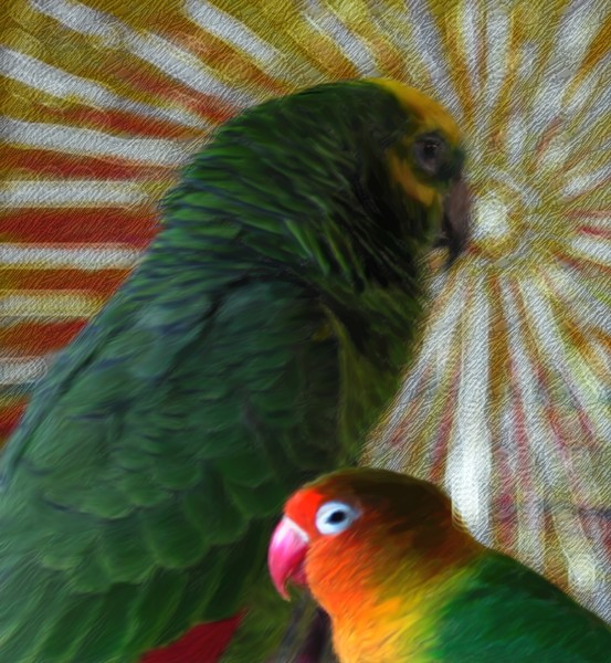 Parrots, Sun Painting