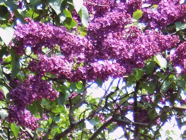 Lilacs