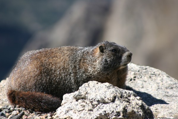 Marmot