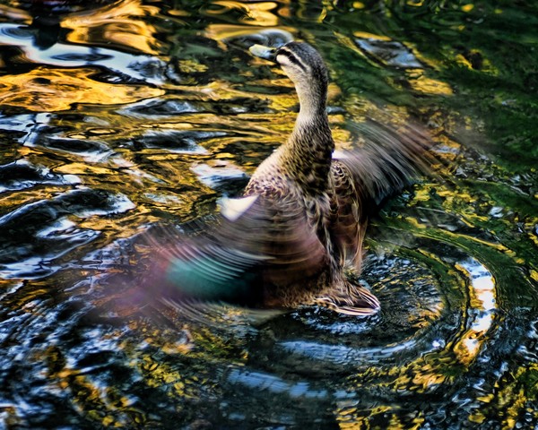 Mallard Spin-cycle