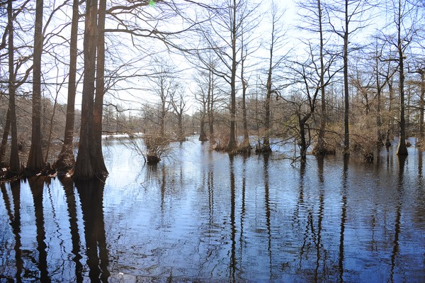 Cypress Trees at Trap Pond