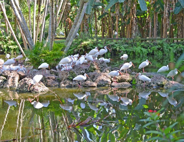 Ibis Reflections