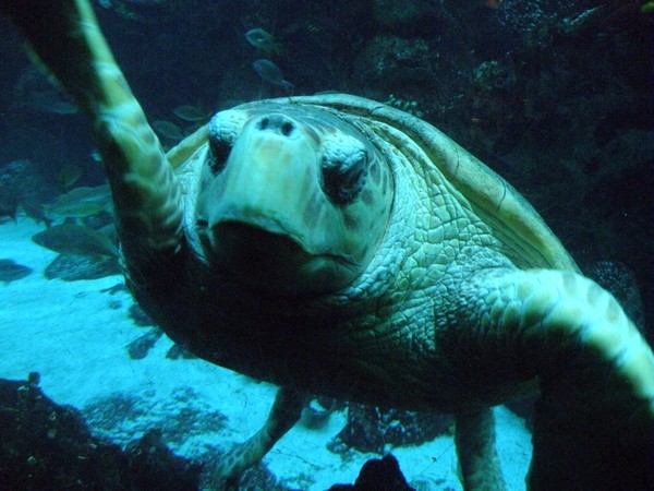 Turtle III