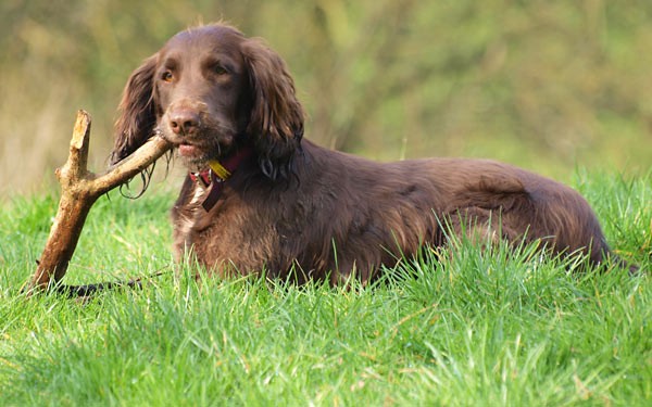 Oh boy! a Stick