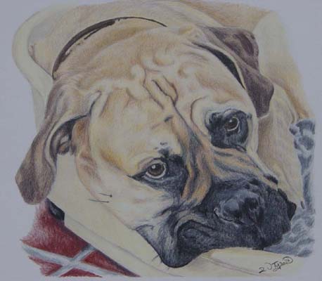 Abb, Bullmastiff 9 months