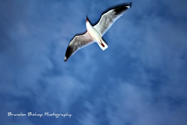 In Flight
