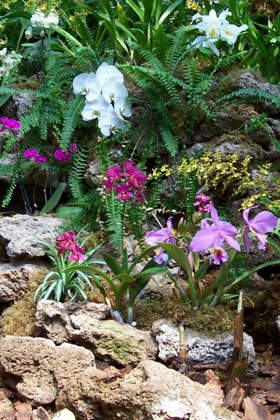 An Array of  Orchids