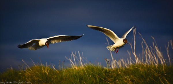 Twa Gulls