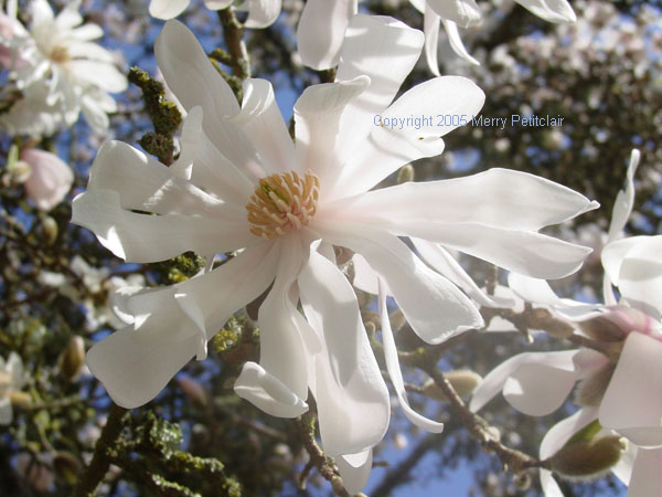 Star Magnolia