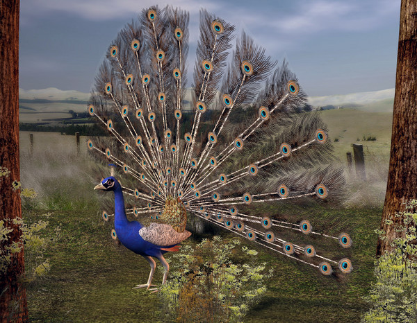 Pretty Bird