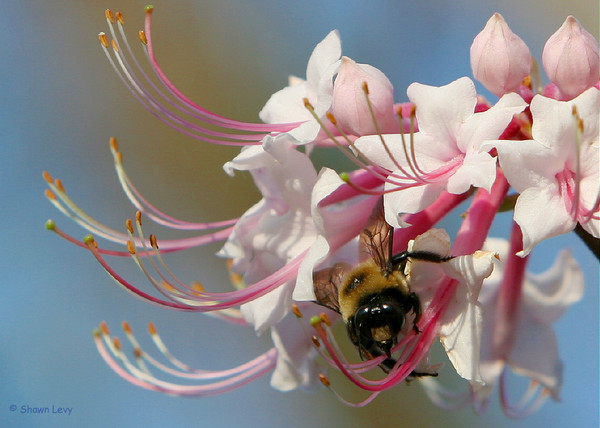 Bumble Bee
