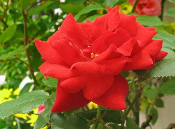 Flower Season