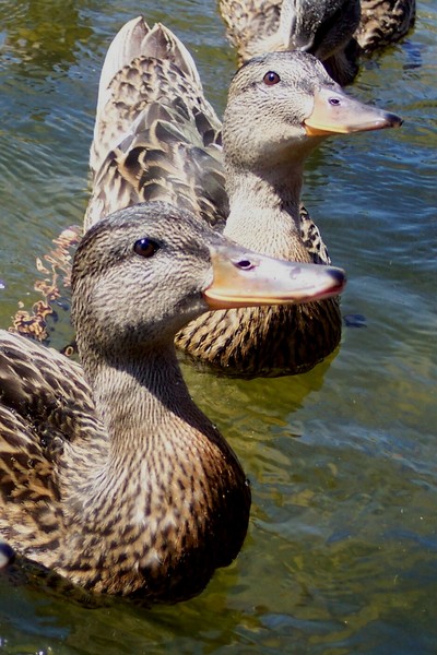 Mallards