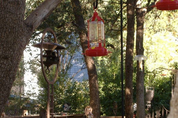 Humming Bird and Friend